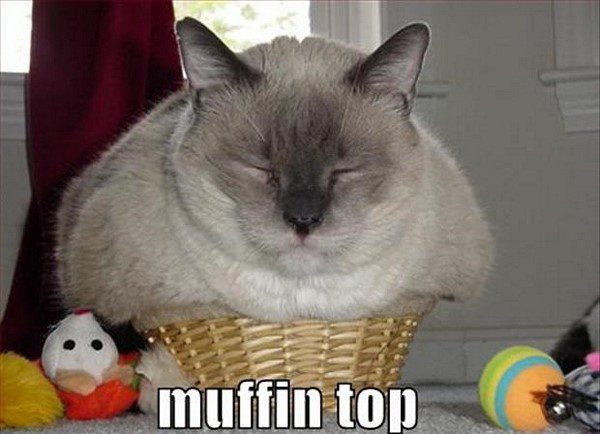 Muffin Top Cat - Funny Animal Picture