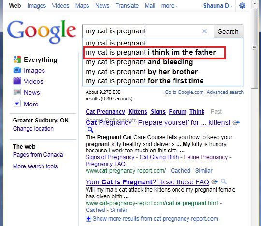 My Cat Is Pregnant - Funny Google Search Suggestion