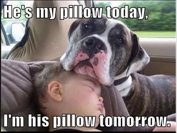 He's My Pillow Today, I'm His Pillow Tomorrow - funny animal dog picture meme