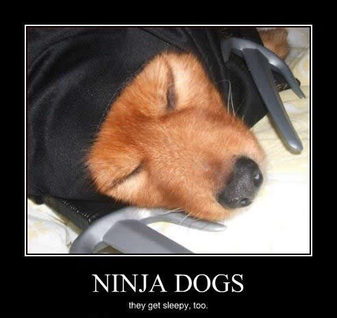 Ninja Dogs - Hilarious Caption Photo - Funny Meme