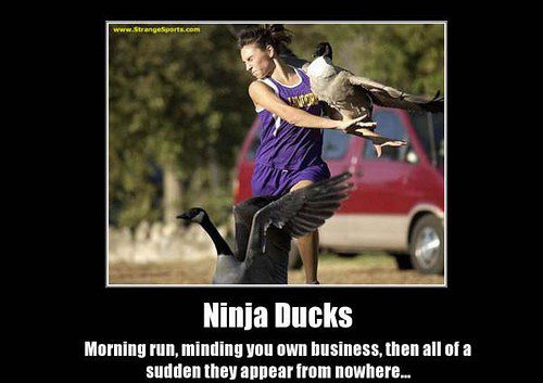 Ninja Ducks - funny meme caption photo attacked by duck