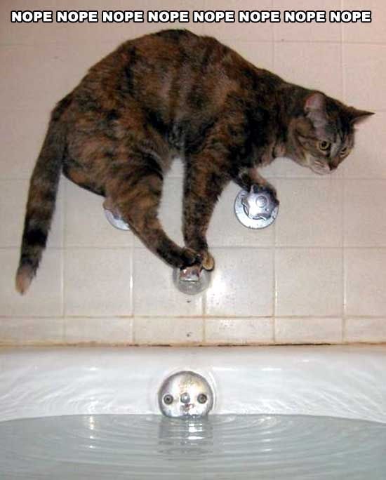 Nope - funny cat picture - not taking a bath