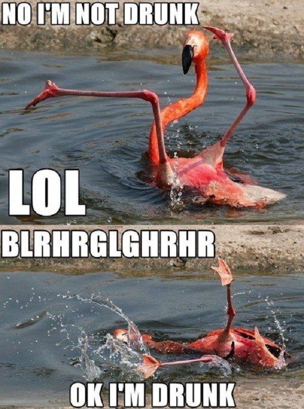 Drunk Flamingo - funny caption photo