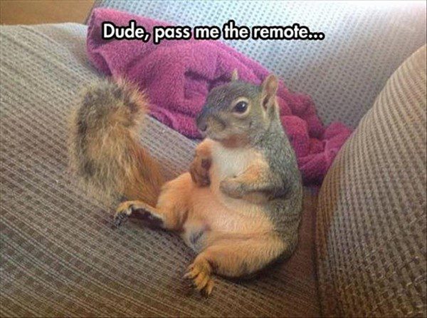 Dude Pass The Remote - Funny Squirrel Picture