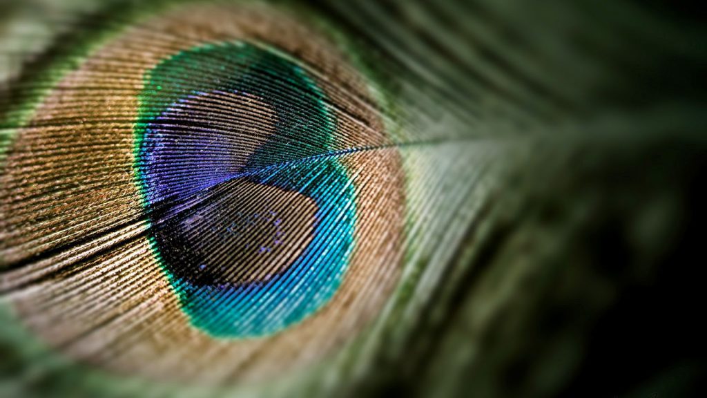 Cool Peacock Feather - HD Tablet Wallpaper Background