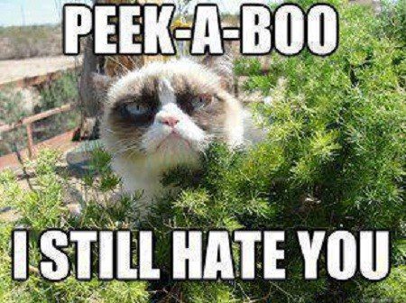 Peek-A-Boo I Still Hate You - grumpy cat meme