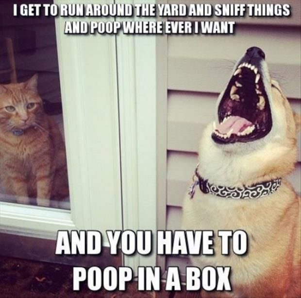 Poop Where I Want - Funny Picture 