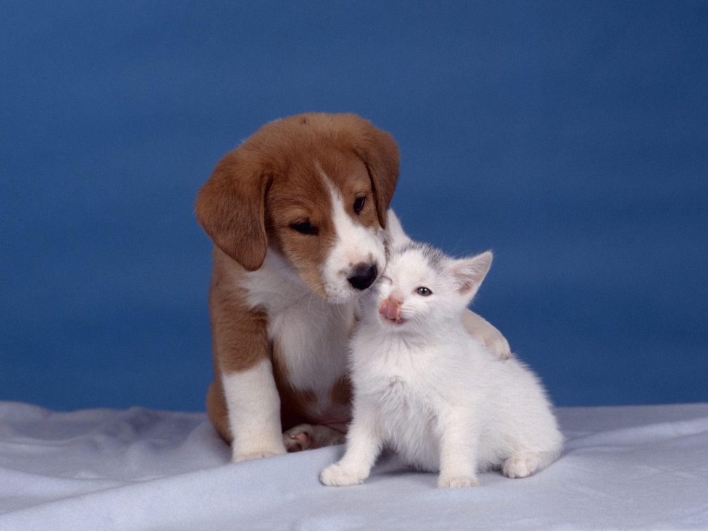 Puppy And A Kitten - Cute Wallpaper