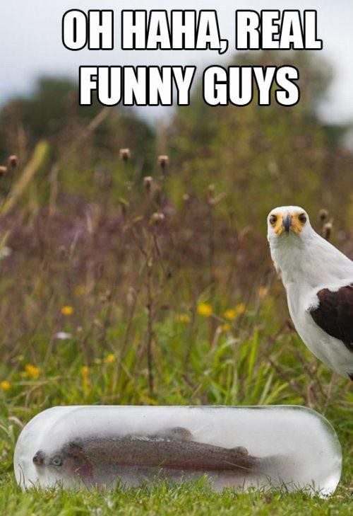 Real Funny Guys - really funny meme picture