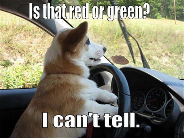 Is That Red Or Green? dog driving a car - Funny Animal Meme