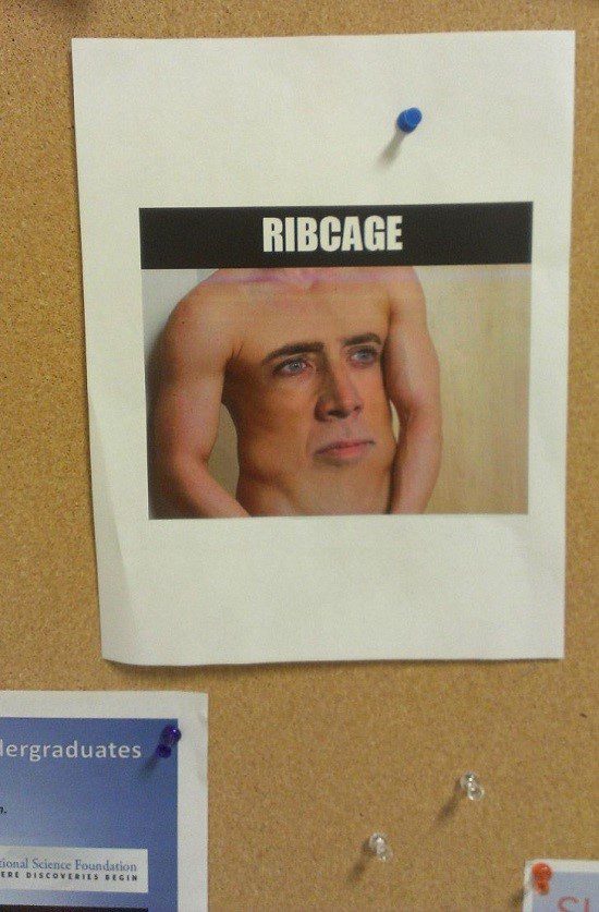 Ribcage - Funny Picture - meme