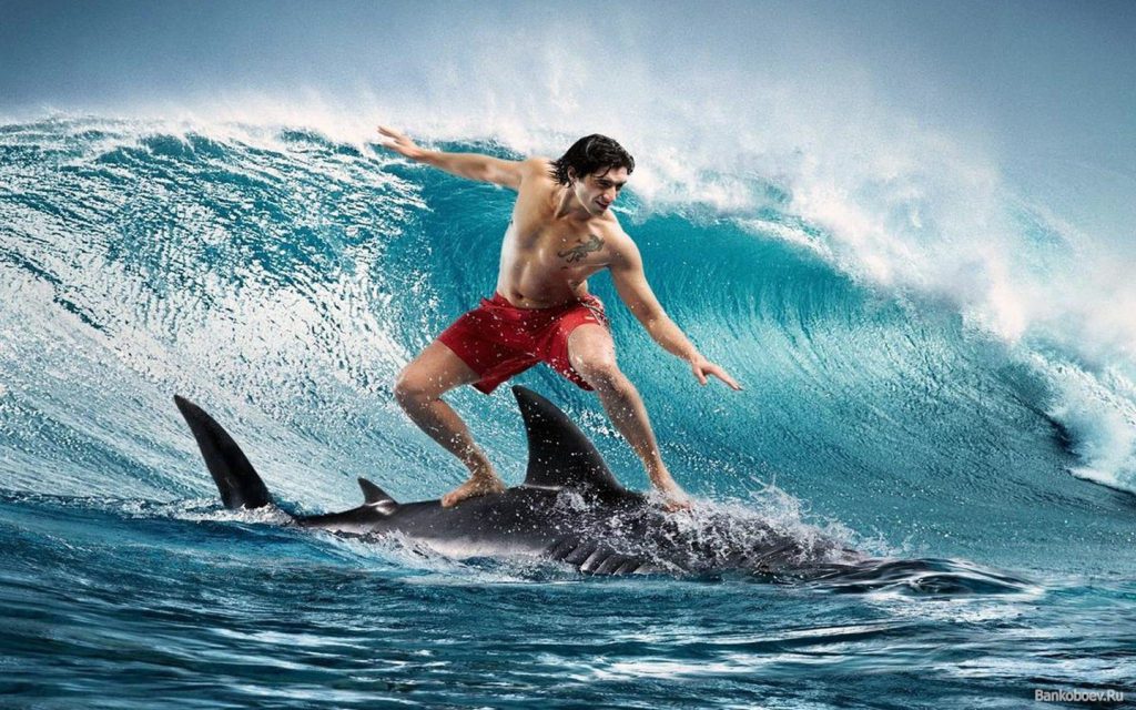 Surfing On A Shark - Funny Wallpaper - Funny Background