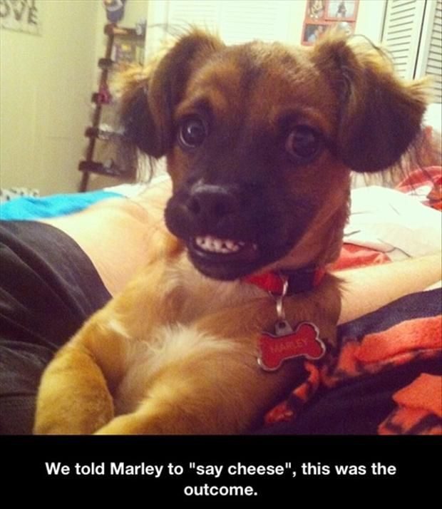 Say Cheese - Funny Photo