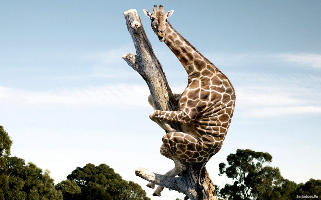 Giraffe Climbing Up A Tree - Funny Wallpaper