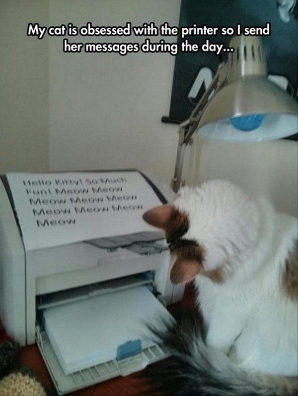 Cat Printer - funny animal picture
