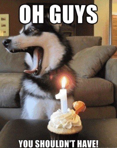 dog birthday meme - you shouldn't have