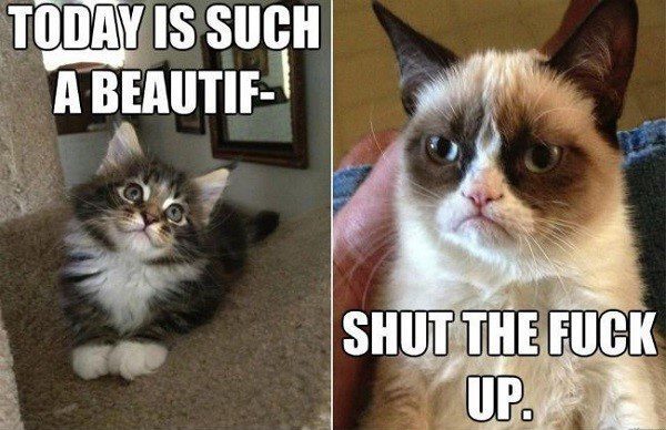 Today Is Such A Beautiful.... - Grumpy Cat Meme