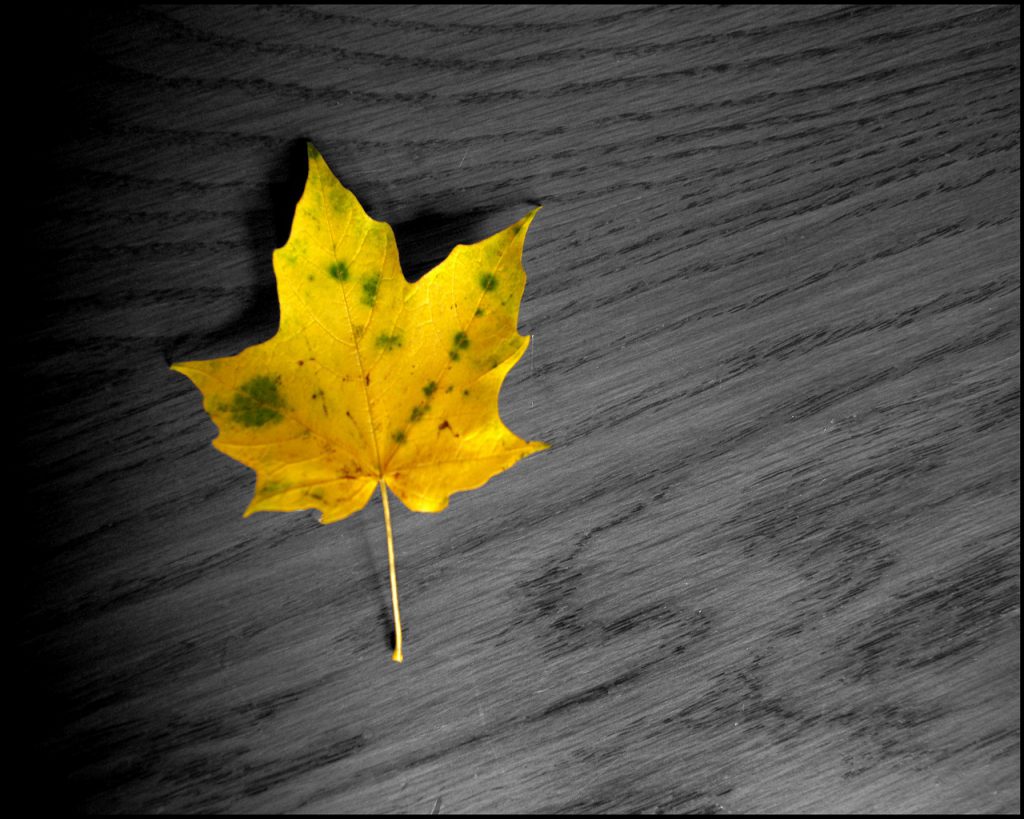 Yellow Leaf - HD Tablet Wallpaper Background