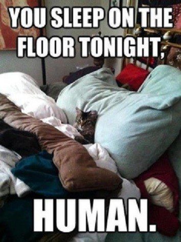 You Sleep On The Floor Human - Funny Picture