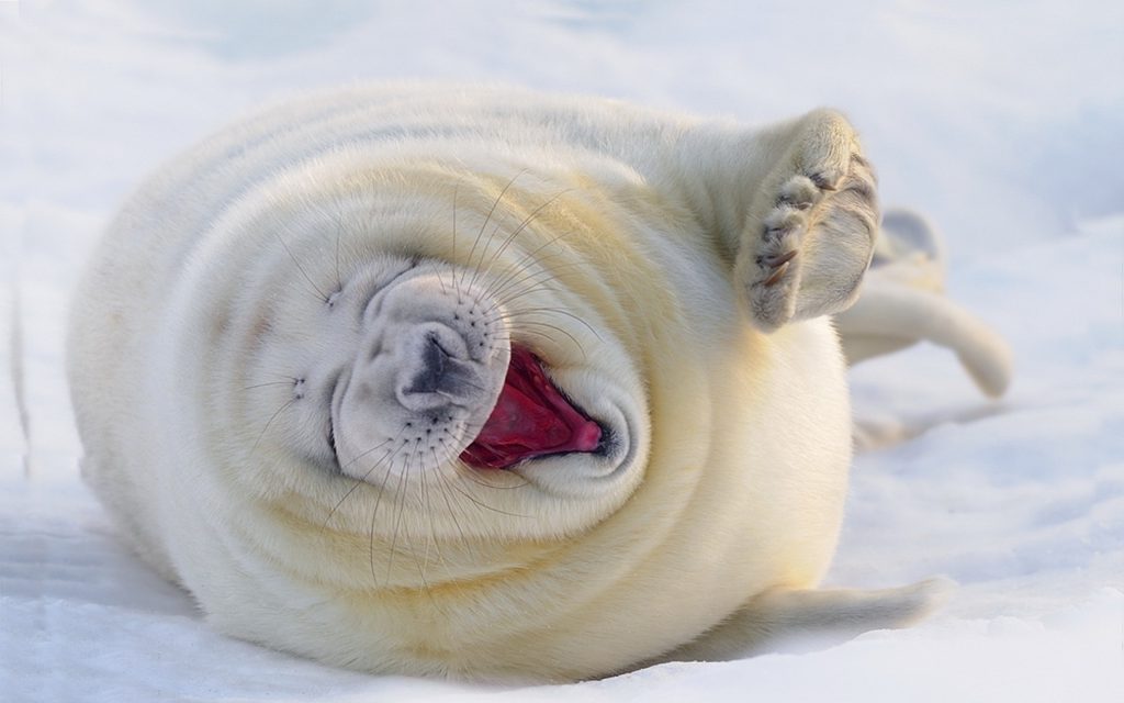 Laughing Sea Lion In The Snow - winter wallpaper background