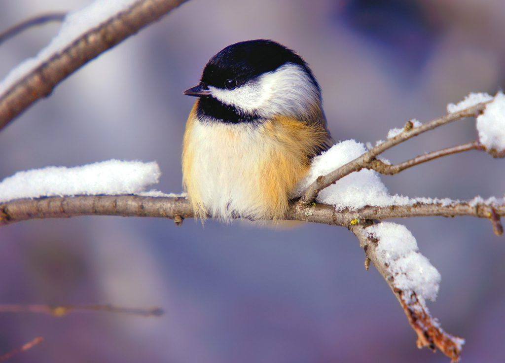 Little Bird On A Snowy Branch - wallpaper background