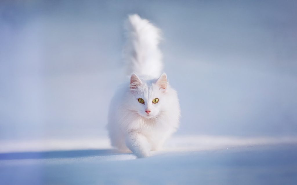 White Cat Running In The Snow - Winter Wallpaper Background