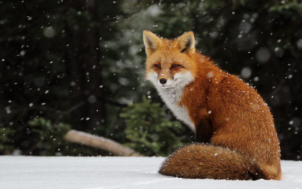 Snow Fox - fox on a snowy day - wallpaper background