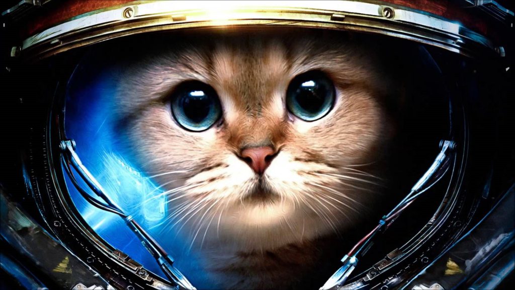 The Kitten Astronaut - kitten dressed like an astronaut