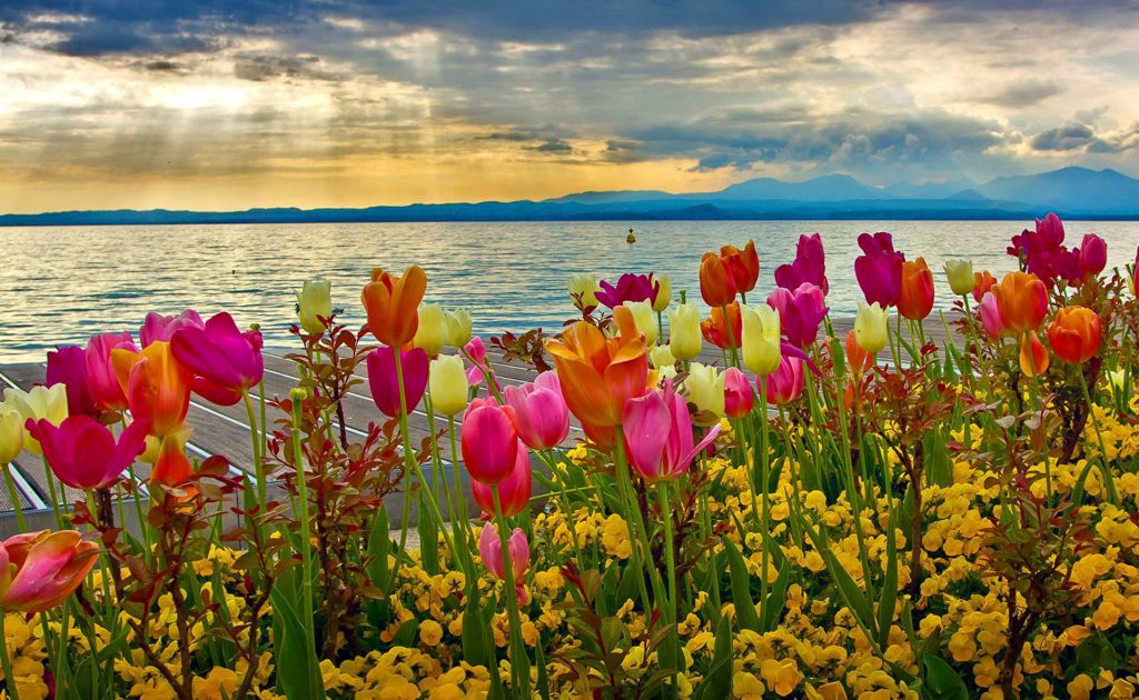 Spring Time Lake - Blooming Tulips with a beautiful sunrise over a lake - wallpaper