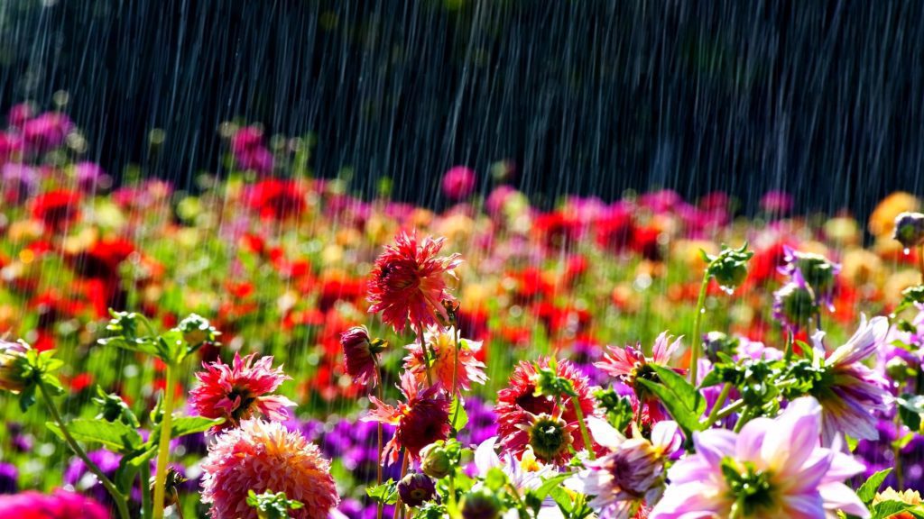 Spring Rain - blooming flowers on a rainy day