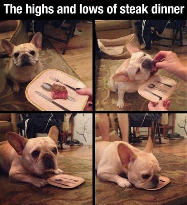 The Highs And Lows Of A Steak Dinner - funny animal picture