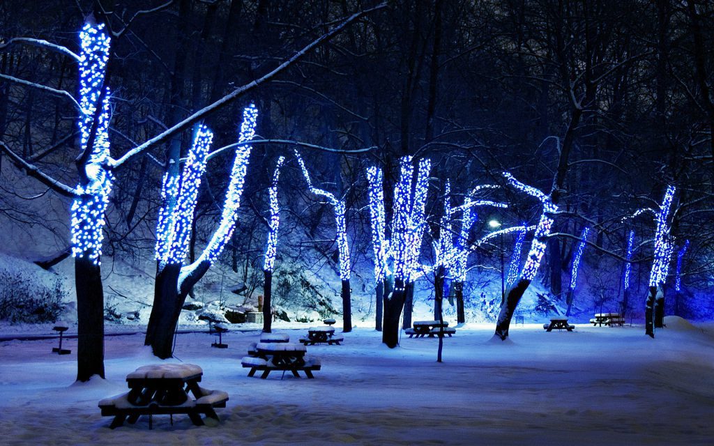 Trees With Christmas Lights - park at night