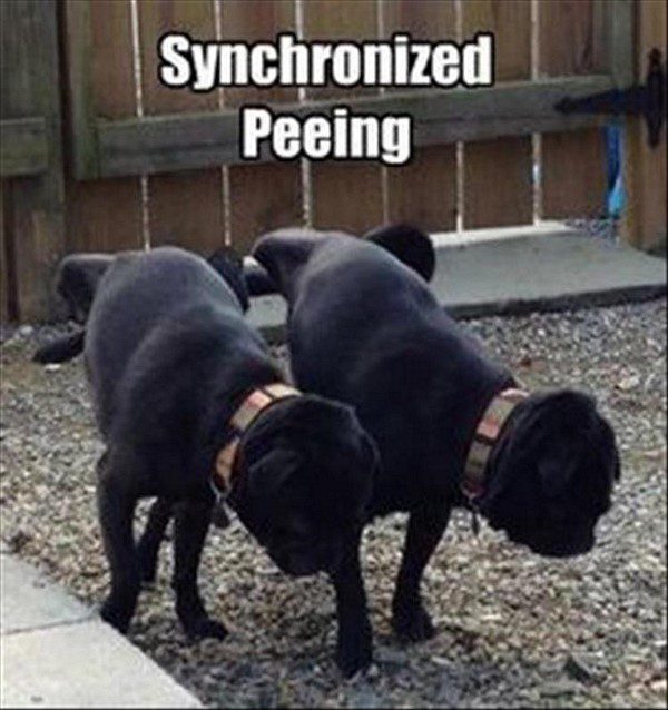 Synchronized Peeing - funny dogs