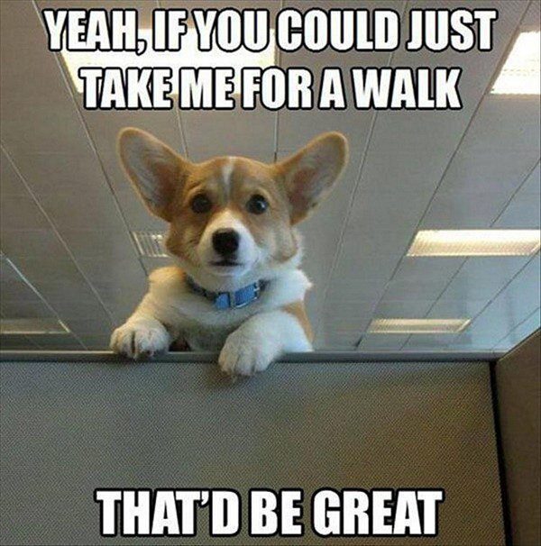 Take Me For A Walk - funny dog meme