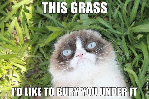This Grass: I'd Like To Bury You Under It - grumpy cat meme