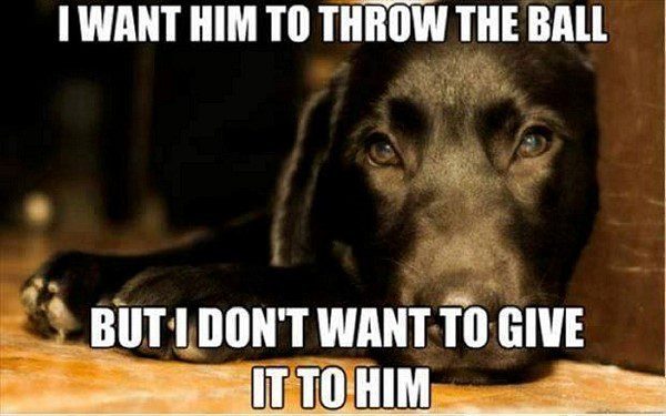 Want Him To Throw The Ball But... - Funny Animal Picture