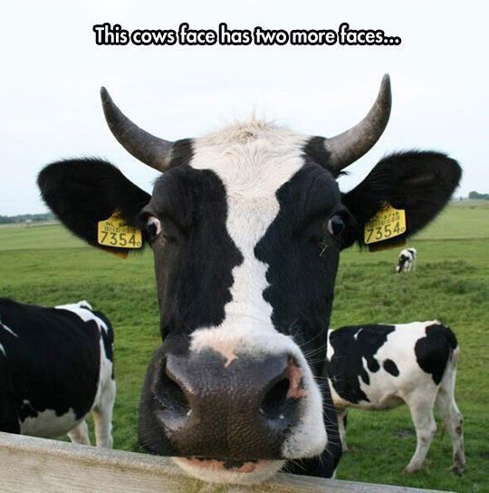 This Cow Has Two More Faces - really funny picture