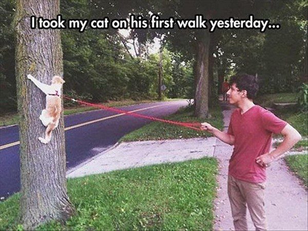 Took My Cat For A Walk - funny animal picture