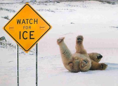 Watch For Ice - Really Funny Picture