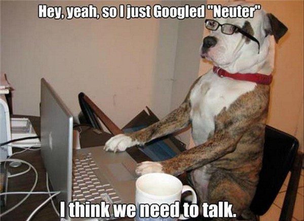 So, I Just Googled Neuter - Funny Dog Picture