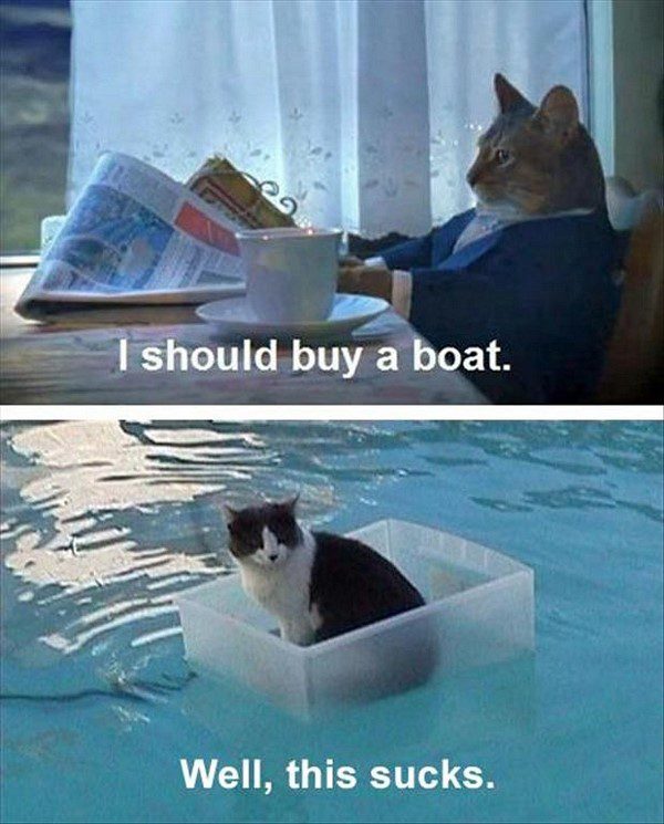 I Should Buy A Boat - funny animal picture