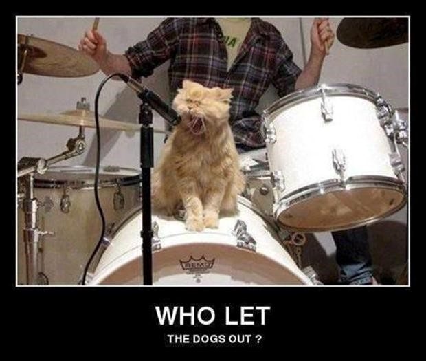Who Let The Dogs Out - Funny Caption Photo