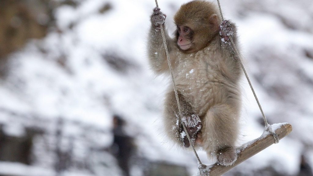 Monkey swinging on a swing in the winter - winter wallpaper desktop background