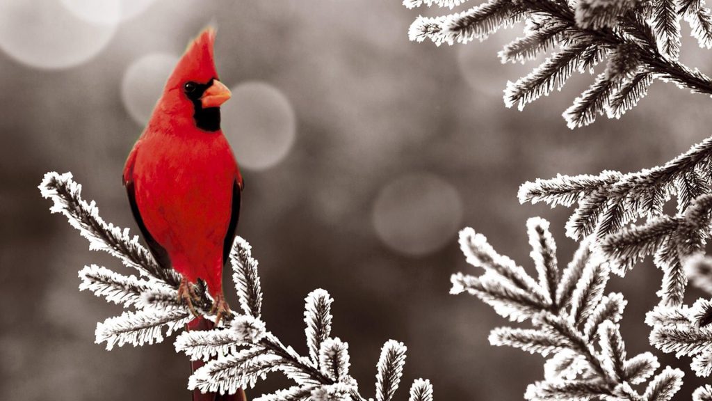 Cardinal In The Winter - bird sitting on  a snowy branch - winter wallpaper background