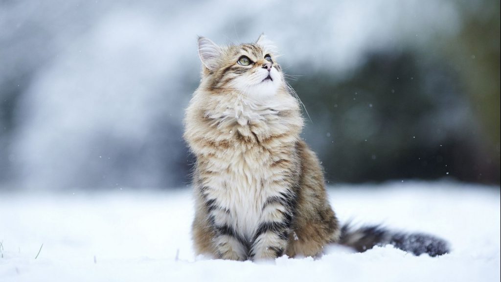 Cat sitting in the snow - wallpaper desktop background