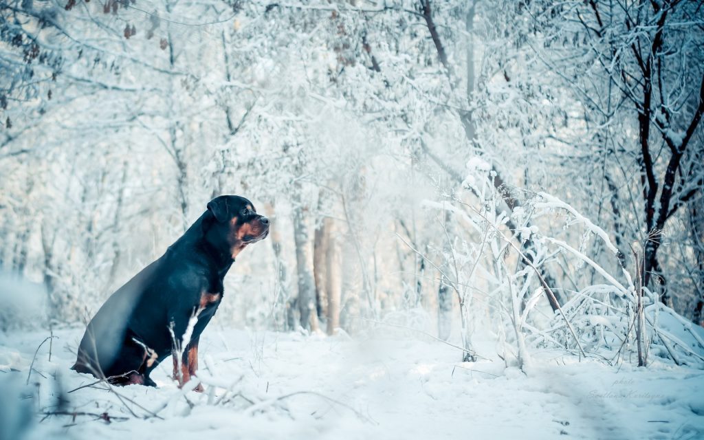 Dog In The Snow - winter wallpaper desktop background