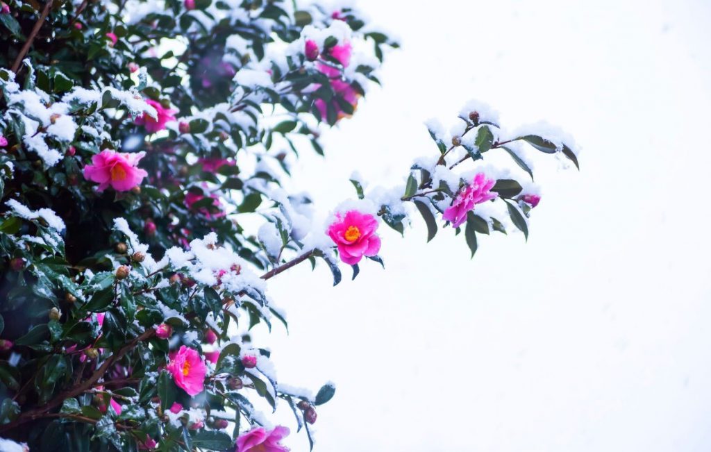 Snow Covered Flowers - winter wallpapers desktop backgrounds