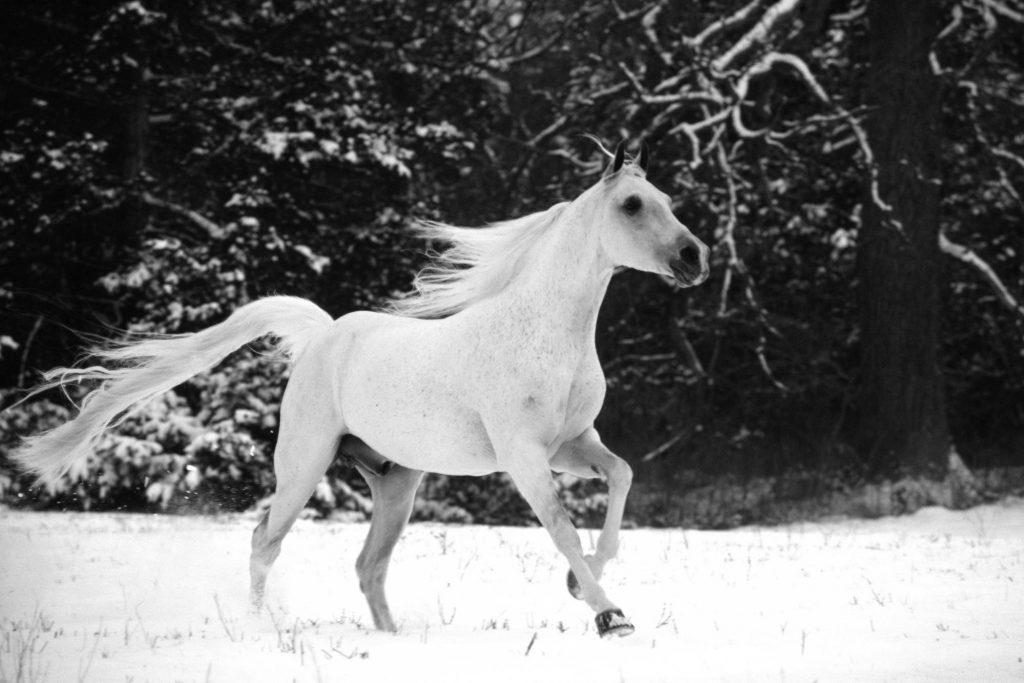 Winter Horse - horse running in the snow - wallpaper - desktop background