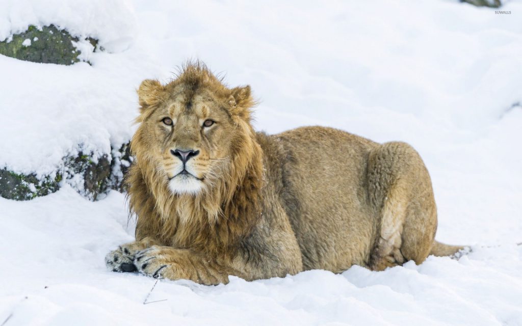 Lion In The Snow - Winter Wallpaper