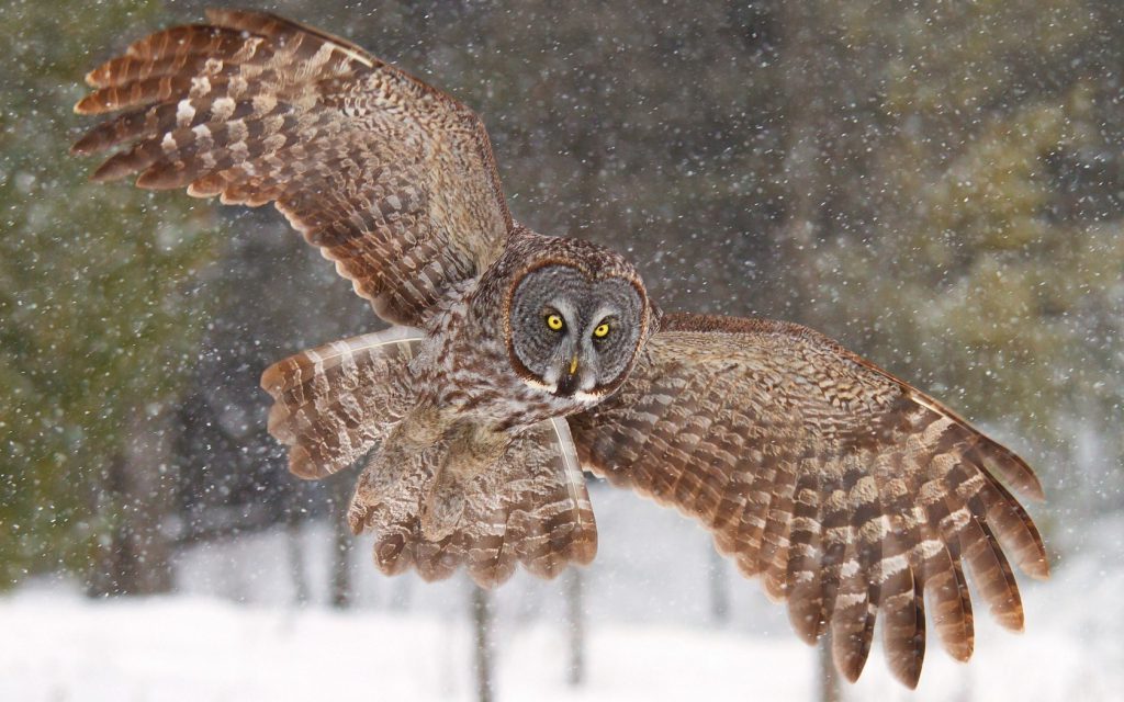 Owl In The Snow - owl flying wallpaper and desktop background